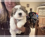 Small #2 Coton de Tulear