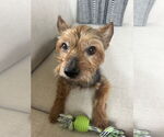 Small #1 Mutt