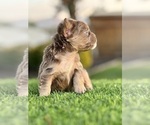 Small #2 French Bulldog