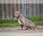 Small Photo #3 American Bully Puppy For Sale in BOLIVAR, MO, USA