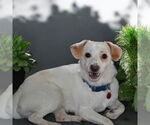 Small #1 Mutt