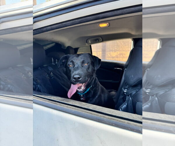 Medium Photo #3 Labrador Retriever-Unknown Mix Puppy For Sale in San Diego, CA, USA
