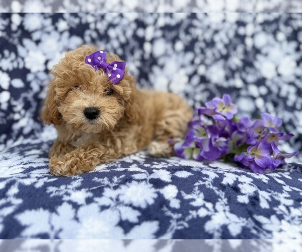 Medium Photo #5 Bichpoo Puppy For Sale in LAKELAND, FL, USA