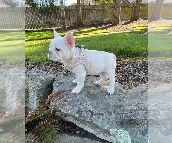 Medium Photo #3 French Bulldog Puppy For Sale in CARVER, OR, USA