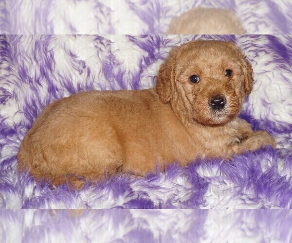 Medium Photo #2 Miniature Labradoodle Puppy For Sale in LA HABRA, CA, USA
