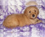 Small #1 Miniature Labradoodle