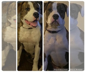 American Bulldog Puppy for sale in TEMPLE HILLS, MD, USA