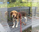 Small Beagle Mix