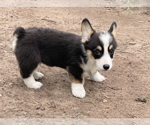 Shih Tzu Puppy for sale in HICO, TX, USA