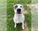 Small #3 Dalmatian Mix