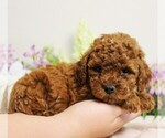 Small #4 Poodle (Toy)