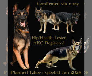 Father of the German Shepherd Dog puppies born on 01/01/2024