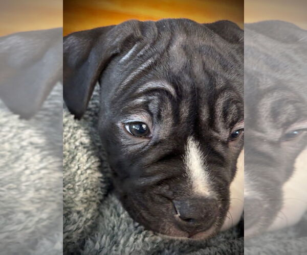 Medium Photo #2 Boxer Puppy For Sale in Brights Grove, Ontario, Canada