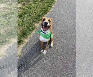 ODIN - Male Retriever -Unknown Mix Dog for Adoption - Photo #2