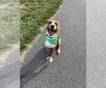 Small #1 Retriever  Mix