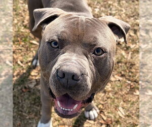 Mutt Dogs for adoption in Jefferson, WI, USA