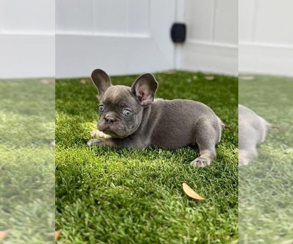 Medium Photo #1 French Bulldog Puppy For Sale in CORAL SPRINGS, FL, USA