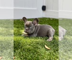 French Bulldog Puppy for sale in CORAL SPRINGS, FL, USA