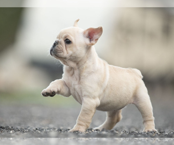 Medium Photo #8 French Bulldog Puppy For Sale in LOX, FL, USA