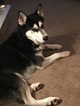 Small Photo #1 Siberian Husky Puppy For Sale in SCHWENKSVILLE, PA, USA