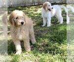 Small Photo #14 Goldendoodle Puppy For Sale in BRANDON, FL, USA