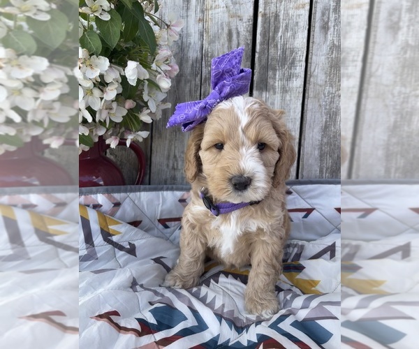 Medium Photo #4 Australian Labradoodle Puppy For Sale in RICHLAND, WA, USA
