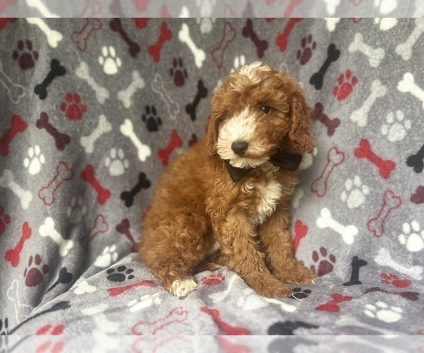 Medium Photo #5 Cavapoo Puppy For Sale in LAKELAND, FL, USA
