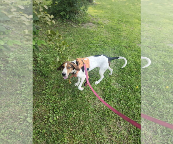 Medium Photo #3 Treeing Walker Coonhound-Unknown Mix Puppy For Sale in Crystal, MN, USA