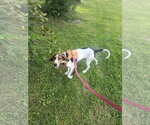 Small #2 Treeing Walker Coonhound Mix