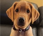 Small Photo #19 Labrador Retriever Puppy For Sale in BUFFALO, NY, USA