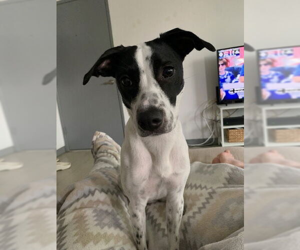 Medium Photo #4 Pointer-Unknown Mix Puppy For Sale in Dana Point, CA, USA
