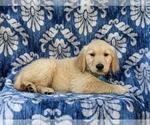 Small Photo #6 Golden Retriever Puppy For Sale in GORDONVILLE, PA, USA