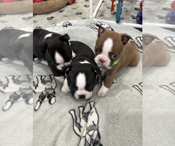 Medium Photo #5 Boston Terrier Puppy For Sale in CRYSTAL, MN, USA