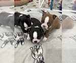 StormFly - Female Boston Terrier Puppy for Sale - Photo #5