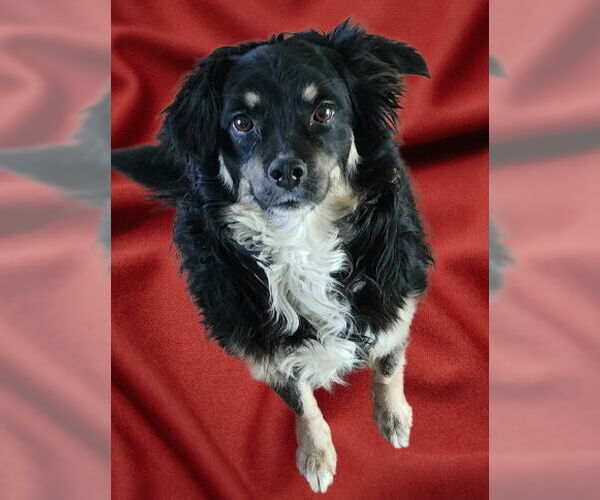 Medium Photo #2 Australian Shepherd-Unknown Mix Puppy For Sale in Cuba, NY, USA
