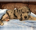 Small Photo #6 Great Dane Puppy For Sale in UNICOI, TN, USA