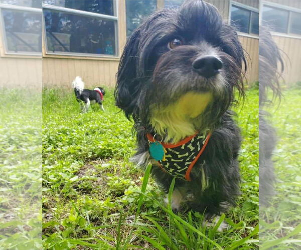 Medium Photo #3 Havanese-Unknown Mix Puppy For Sale in Dallas, TX, USA