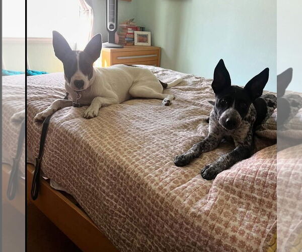 Medium Photo #2 Mutt Puppy For Sale in Hayward, CA, USA