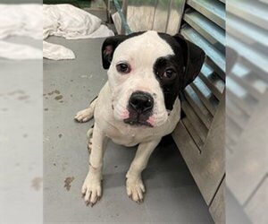 American Bulldog Dogs for adoption in Waco, TX, USA