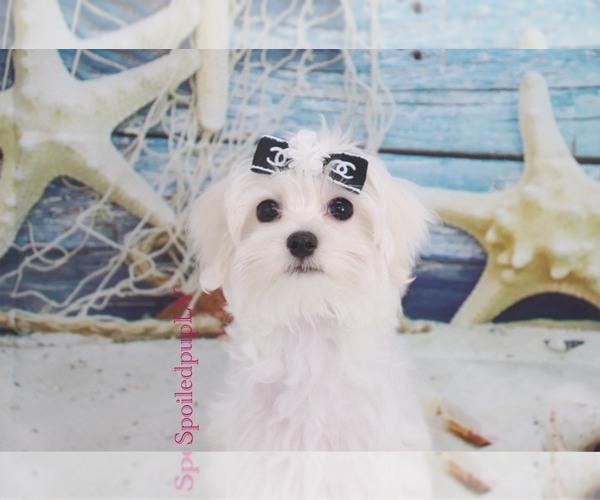 Medium Photo #3 Maltese Puppy For Sale in LAS VEGAS, NV, USA