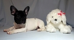 Small Photo #7 French Bulldog Puppy For Sale in ADRIAN, MI, USA