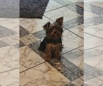 Puppy Puppy 2 Yorkshire Terrier