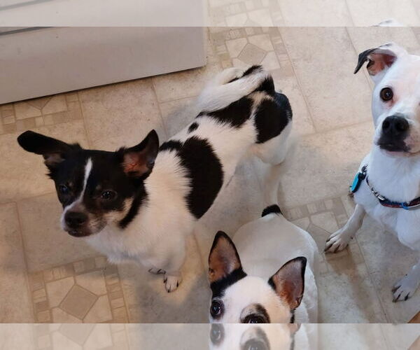 Medium Photo #12 Chihuahua-Unknown Mix Puppy For Sale in Wakefield, RI, USA