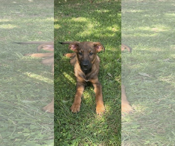 Medium Photo #3 Catahoula Leopard Dog-Unknown Mix Puppy For Sale in pomfret, CT, USA
