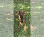 Small #2 Catahoula Leopard Dog Mix