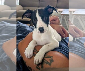 American Pit Bull Terrier-American Staffordshire Terrier Mix Dogs for adoption in Chester, VA, USA