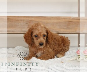 Poodle (Miniature) Puppy for sale in GAP, PA, USA