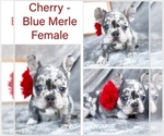 Small #2 French Bulldog