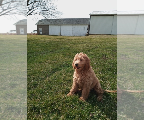 Full screen Photo #1 Goldendoodle Puppy For Sale in WOOSTER, OH, USA