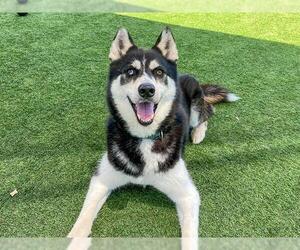 Siberian Husky Dogs for adoption in Orange, CA, USA